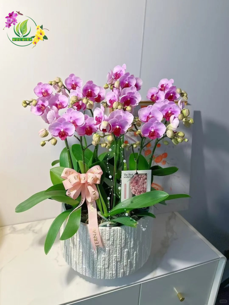 Cửa hàng hoa lan hồ điệp An Giang – Lan hồ điệp Đức Điền Gia Lai