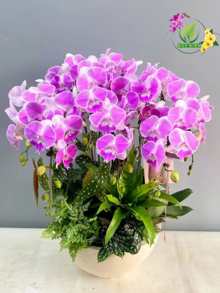 Hoa lan hồ điệp Bắc Ninh – Lan hồ điệp Đức Điền Gia Lai đẹp sang trọng