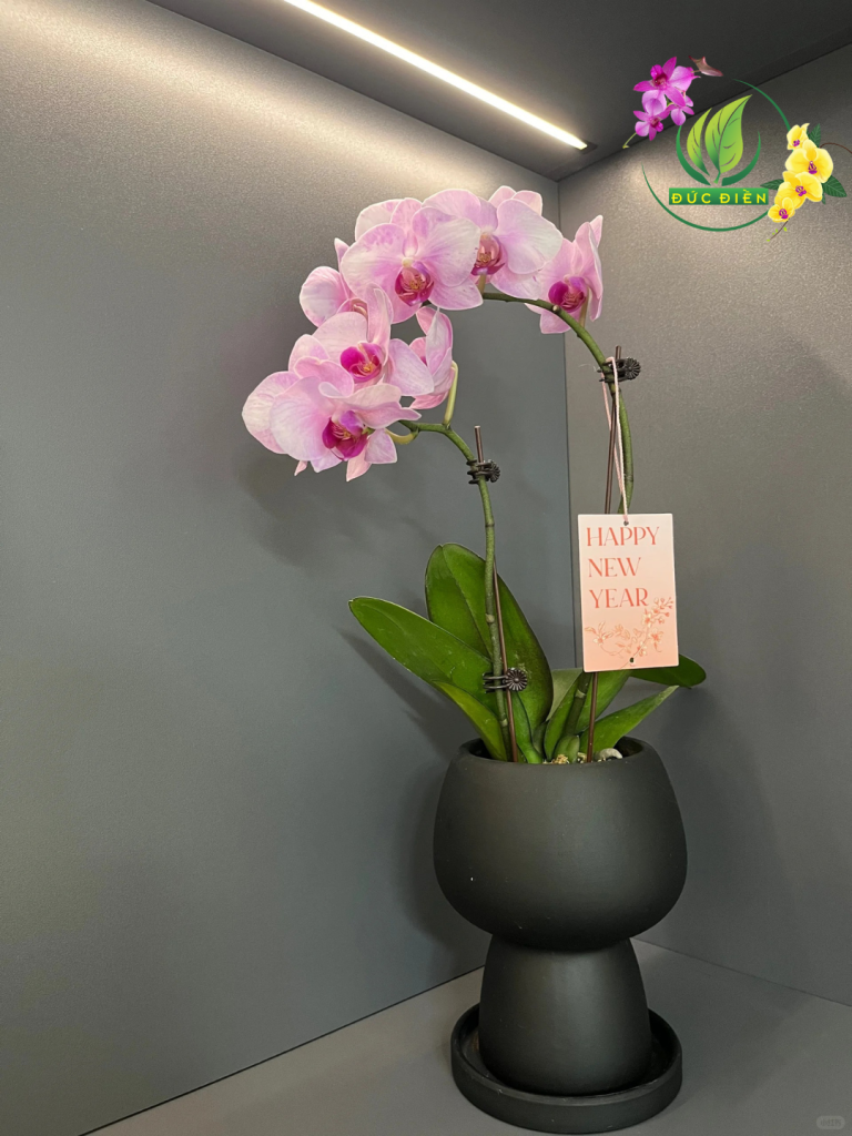 Hoa lan hồ điệp hồng Bến Tre – Món quà ý nghĩa từ Vườn Lan Đức Điền