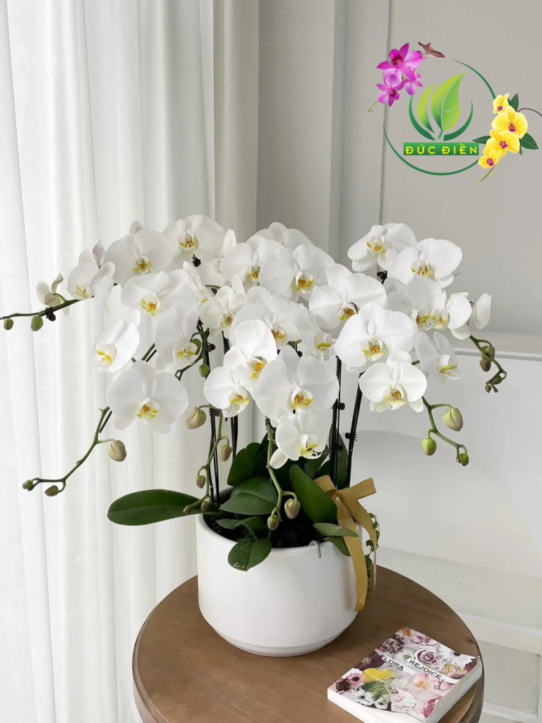 Chậu lan hồ điệp cao cấp Bình Dương phối màu sang trọng