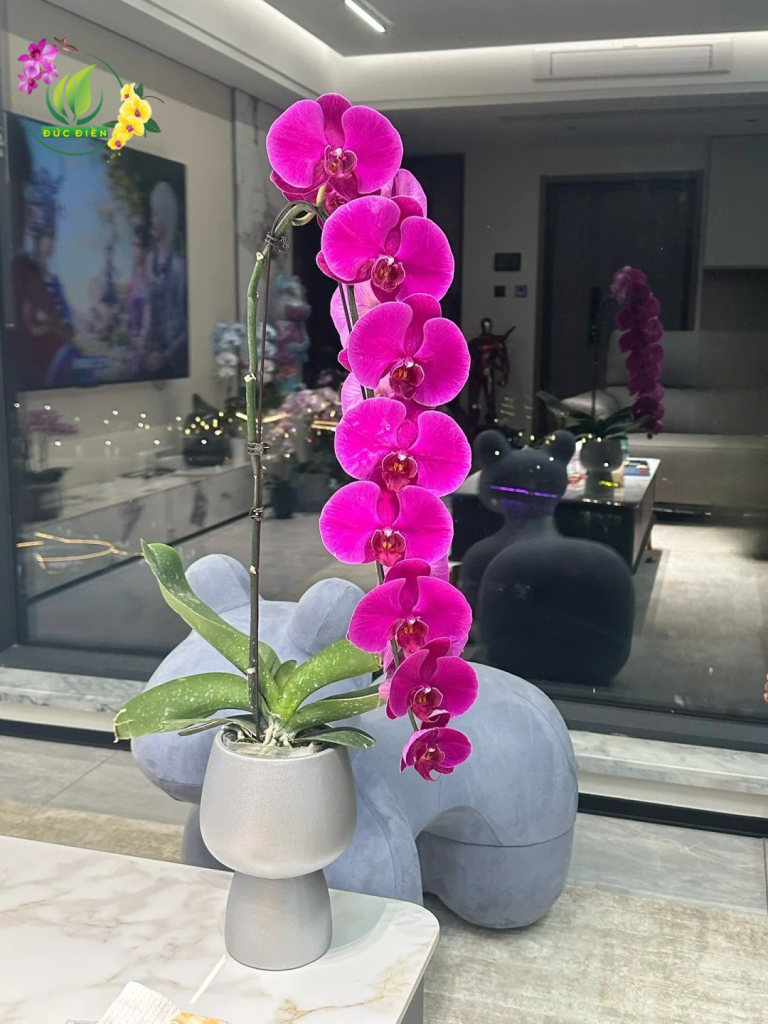 Lan hồ điệp Đức Điền Gia Lai tươi lâu, màu sắc rực rỡ