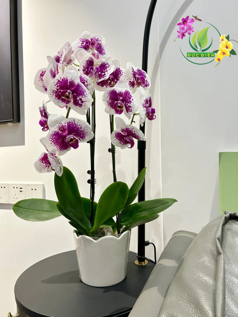 Hoa lan hồ điệp trắng Bến Tre – Vẻ đẹp thuần khiết từ Vườn Lan Đức Điền