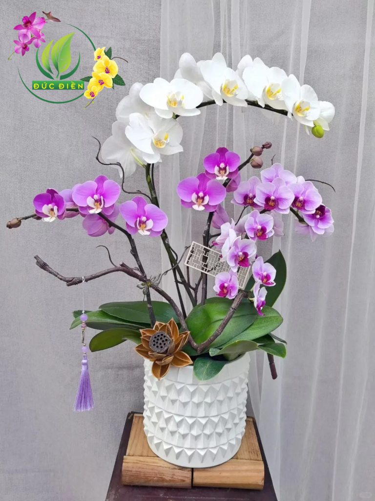 Chậu lan hồ điệp cao cấp Bình Dương phối màu sang trọng