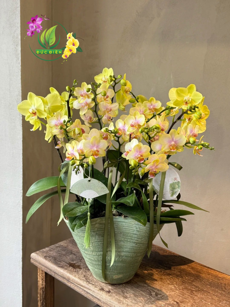 Lan hồ điệp vàng – Vườn Lan Đức Điền Bình Thuận
