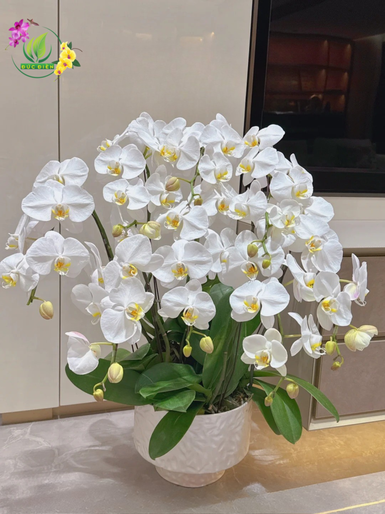 Hoa lan hồ điệp Vũng Tàu – Lan Đức Điền Gia Lai