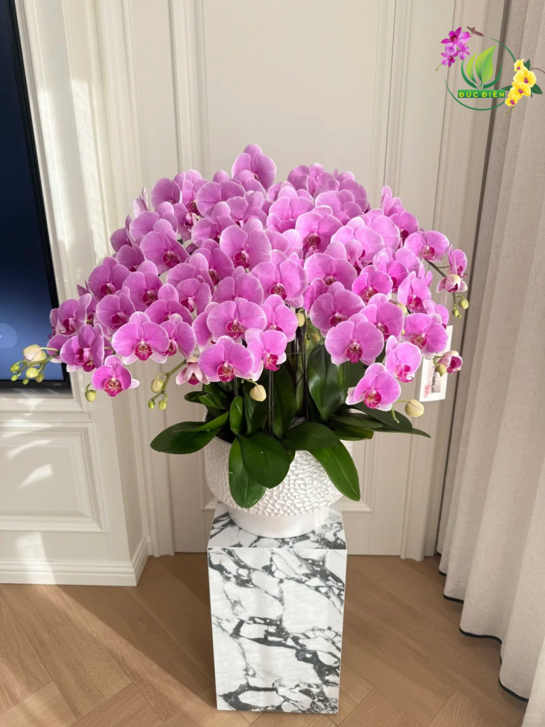Hoa lan hồ điệp phối màu đẹp – Điện hoa lan hồ điệp Vũng Tàu