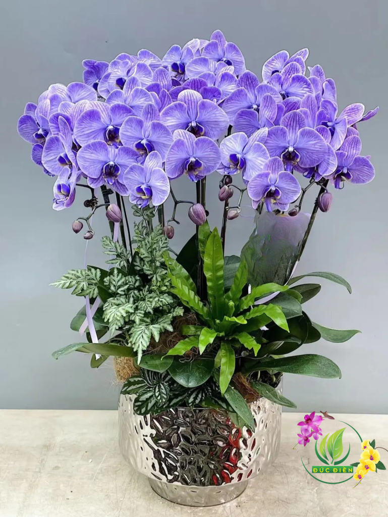 Lan hồ điệp Bến Tre tím – Biểu tượng tình yêu thủy chung