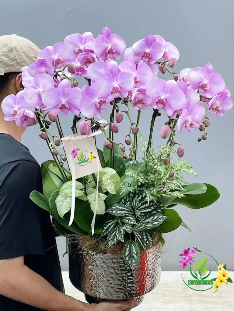 Lan hồ điệp Bến Tre hồng – Biểu tượng sự thuần khiết