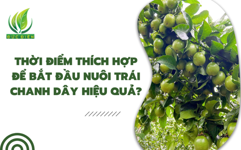 chanh-day