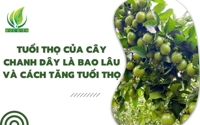 chanh-day