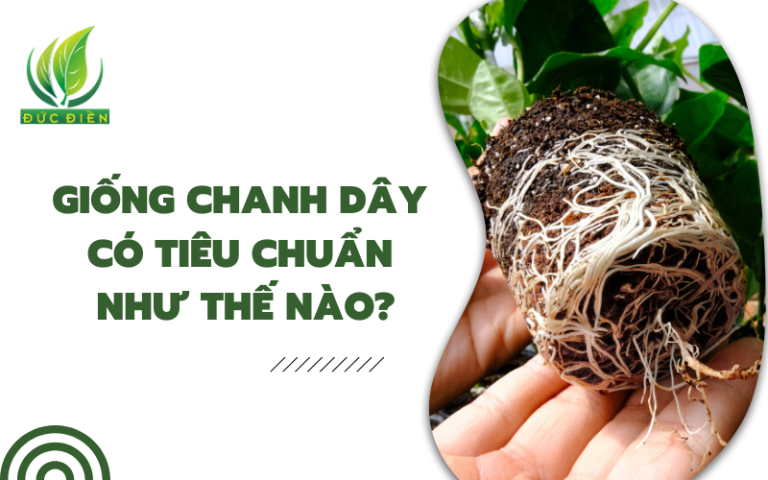 chanh-day