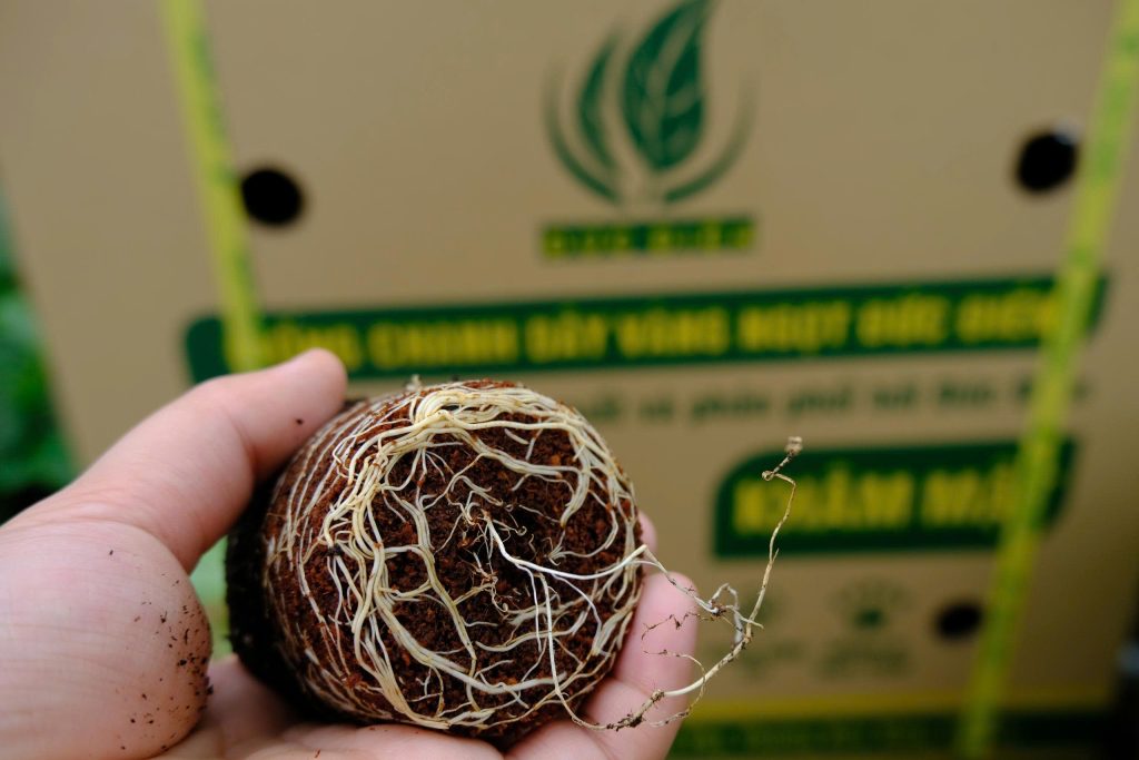 Bộ rễ cây chanh leo vàng ngọt Khâm Mật Đức Điền