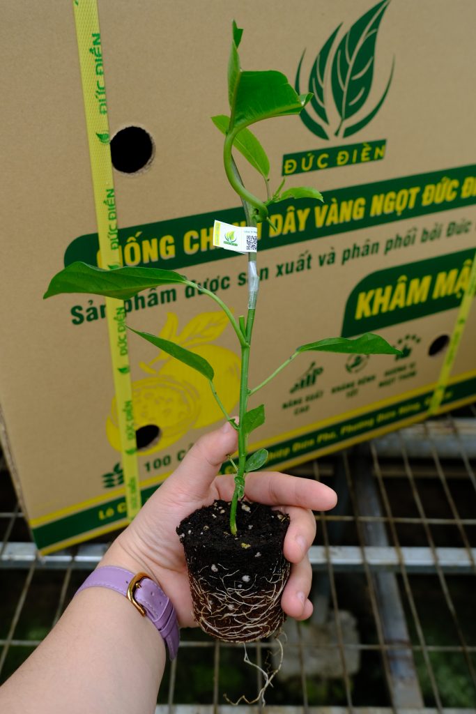 Chanh vàng ngọt Đức Điền
