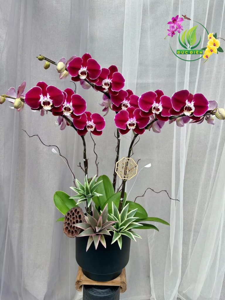 Chậu lan hồ điệp đỏ sang trọng tại Bình Định – biểu tượng của sự thịnh vượng từ Vườn Lan Đức Điền.