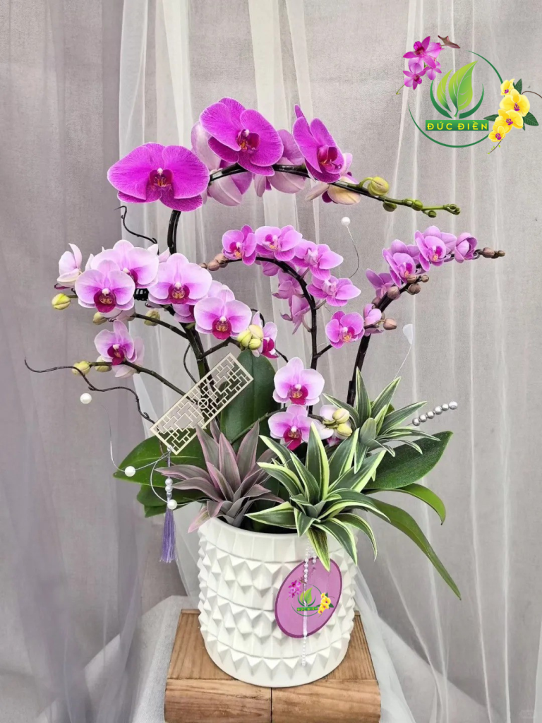Hoa lan hồ điệp hồng tại Bình Định – món quà ngọt ngào từ Vườn Lan Đức Điền.