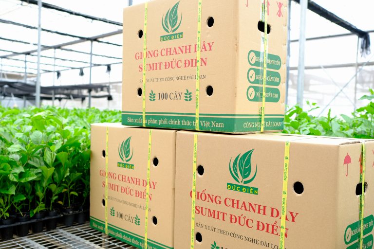 Giống chanh dây bầu ươm sẵn