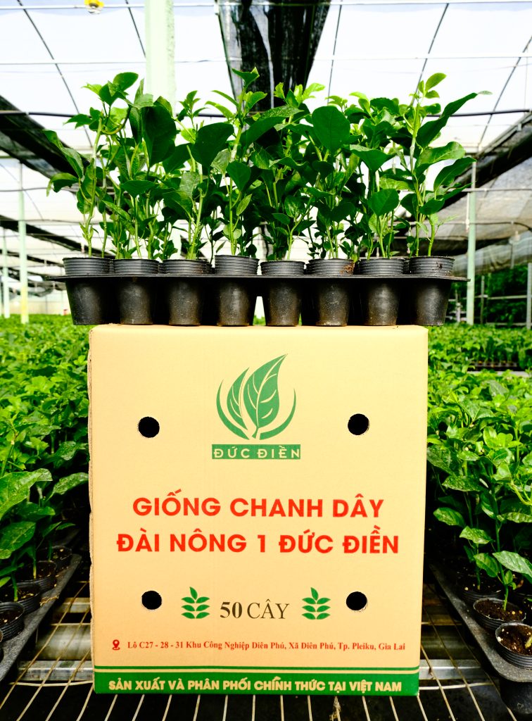 GIỐNG CHANH DÂY ĐÀI NÔNG 1 ĐỨC ĐIỀN
