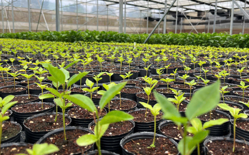 Giai đoạn lựa chọn giống cây