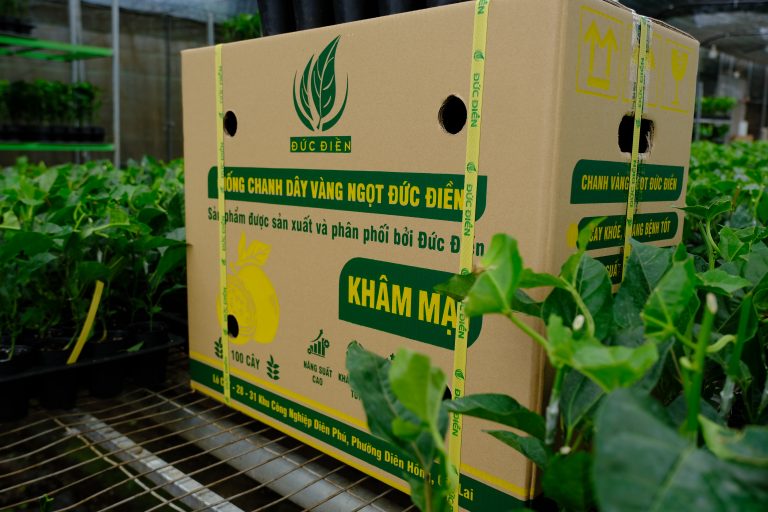 Giống chanh vàng ngọt Khâm Mật Đức Điền