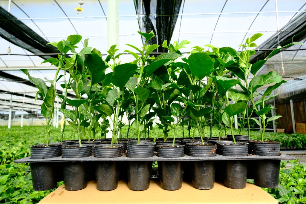 Cây chanh leo được lựa chọn trước khi xuất hàng