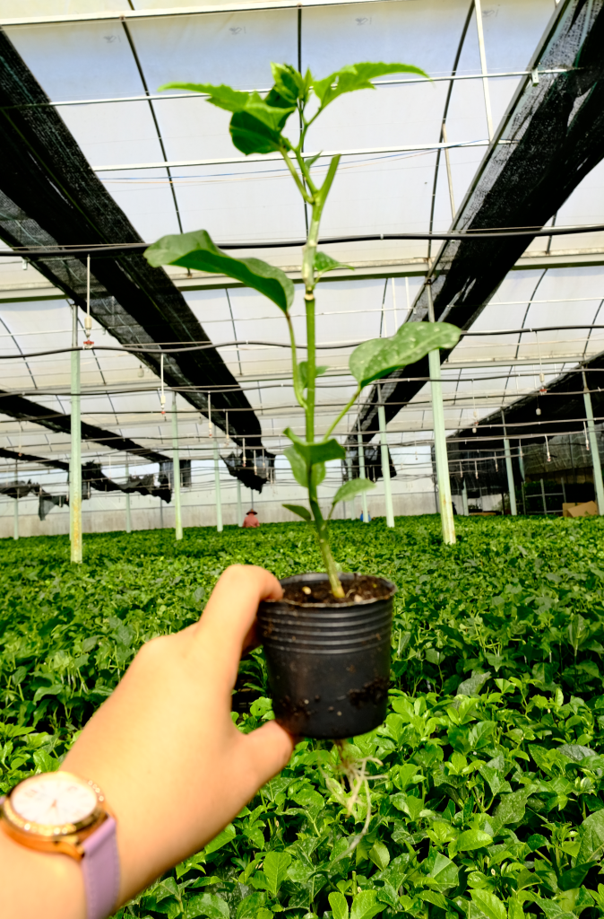 Địa chỉ mua giống chanh dây uy tín - Cây giống chanh leo Đức Điền