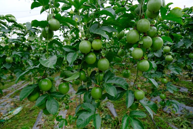 Cần mua giống chanh dây uy tín, đảm bảo chất lượng