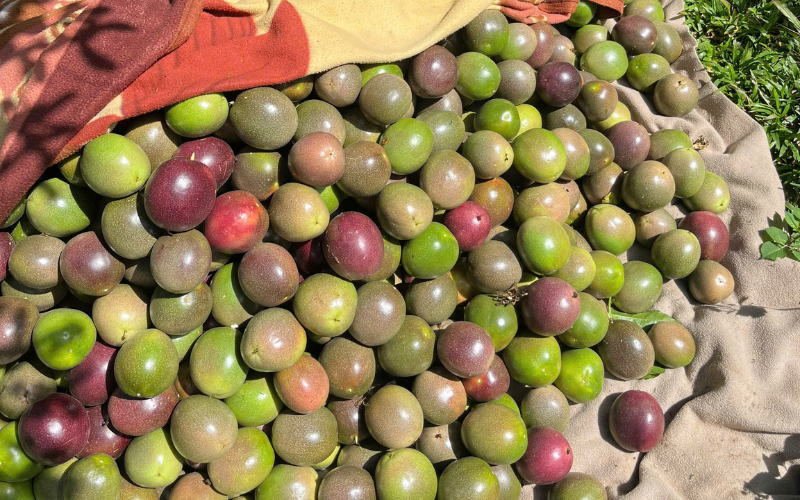 Giải pháp tăng tuổi thọ của cây chanh dây