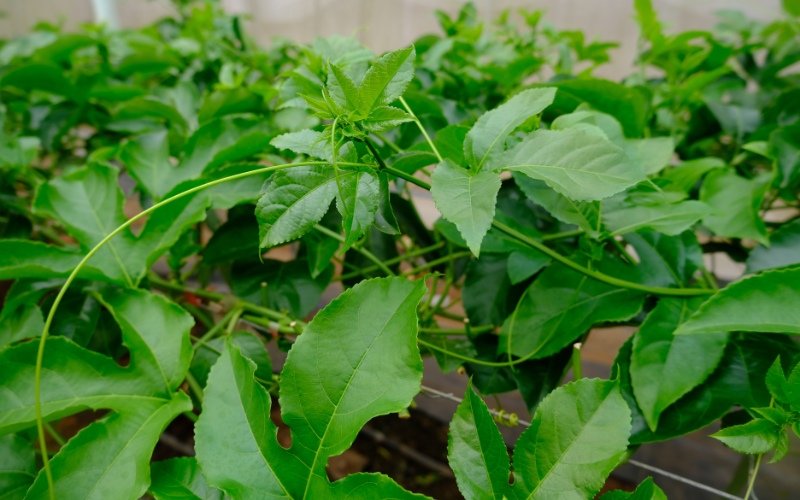 Vườn chanh dây đầu dòng