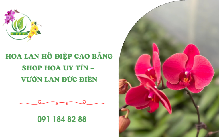 Shop hoa lan hồ điệp tại Cao Bằng – Vườn Lan Đức Điền
