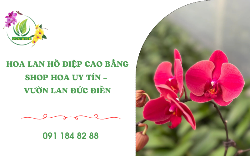 Shop hoa lan hồ điệp tại Cao Bằng – Vườn Lan Đức Điền