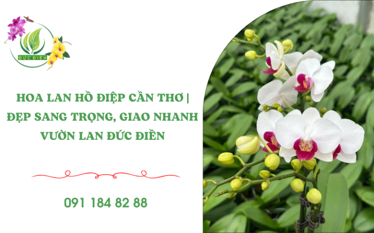Hoa lan hồ điệp Cần Thơ đẹp sang trọng từ Đức Điền Gia Lai