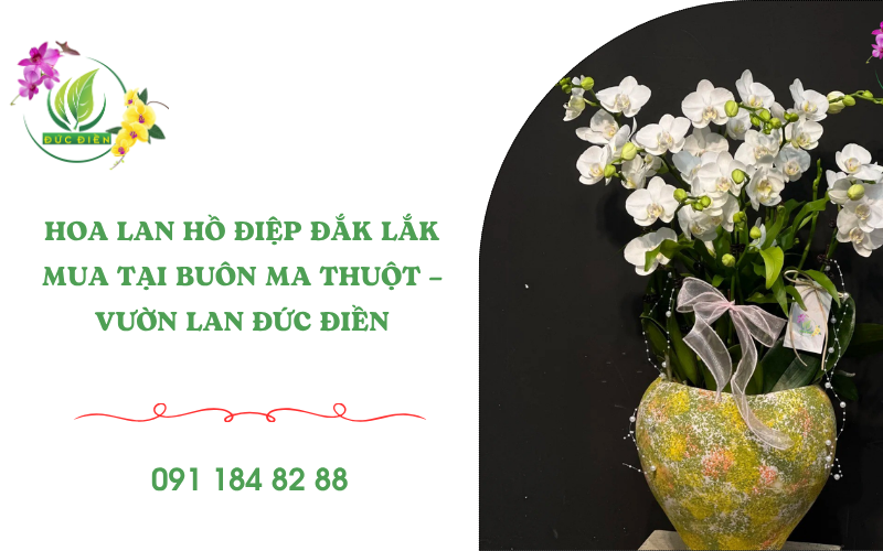 Hoa lan hồ điệp Đắk Lắk đẹp tại Đức Điền Gia Lai