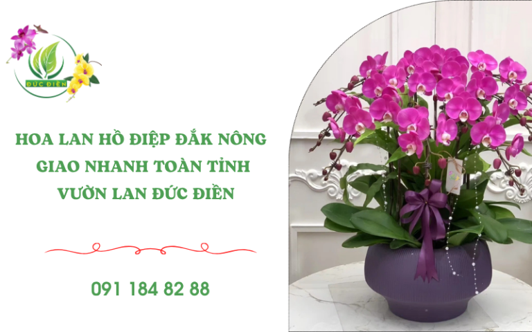 Hoa lan hồ điệp Đắk Nông đẹp tại Đức Điền Gia Lai