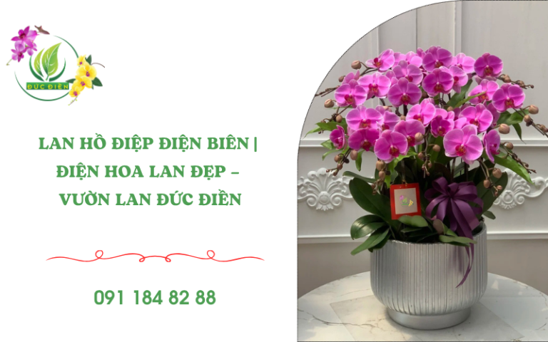 Lan hồ điệp Điện Biên đẹp và sang trọng tại Vườn Lan Đức Điền