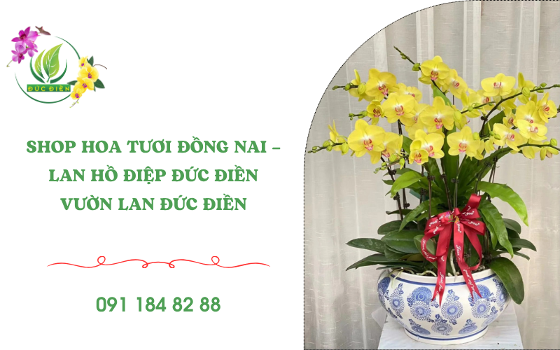 Lan hồ điệp Đồng Nai đẹp sang trọng tại Shop Hoa Tươi Đức Điền