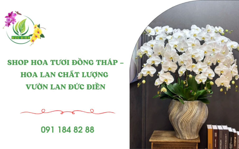 Lan hồ điệp trắng đẹp tại Shop Hoa Tươi Đồng Tháp, nhập từ vườn lan Đức Điền, cánh lớn, dáng nở sang trọng, bền hoa lâu.