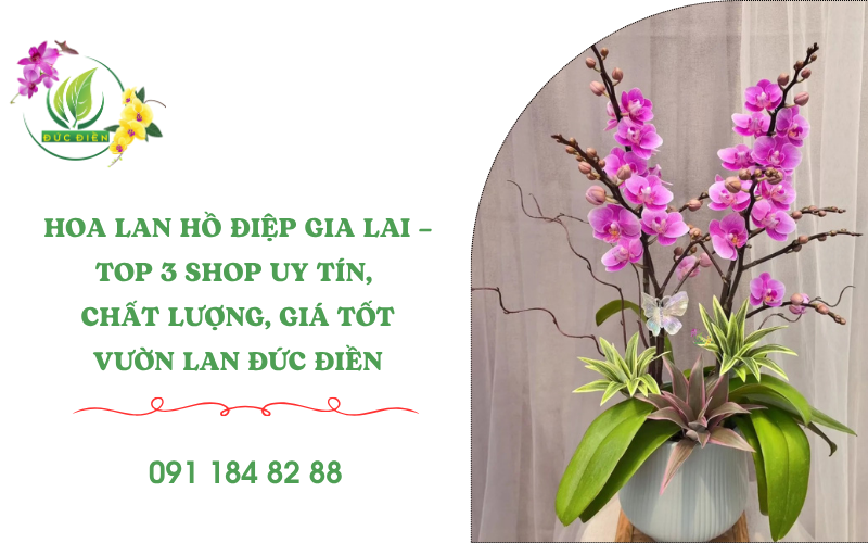 Hoa lan hồ điệp Gia Lai – Chậu lan sang trọng từ Vườn Lan Đức Điền