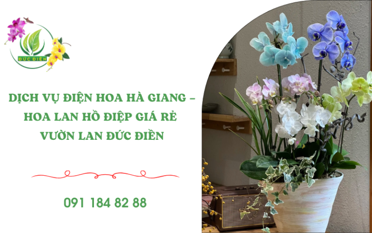 Chậu hoa lan hồ điệp Gia Lai tươi đẹp, điện hoa Hà Giang Đức Điền, quà tặng khai trương và trang trí sang trọng.