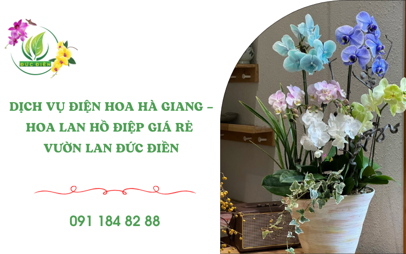 Chậu hoa lan hồ điệp Gia Lai tươi đẹp, điện hoa Hà Giang Đức Điền, quà tặng khai trương và trang trí sang trọng.