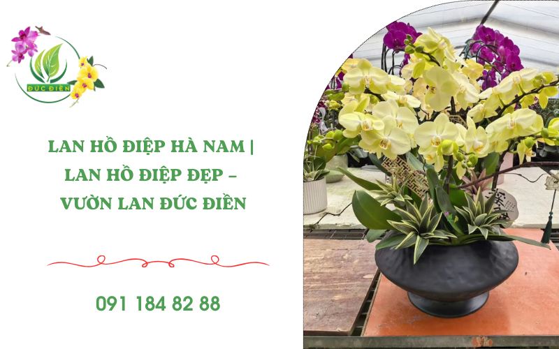 Chậu hoa lan hồ điệp vàng tươi, trang trí sang trọng, vườn lan Đức Điền