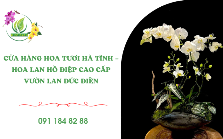 Mẫu lan hồ điệp trắng cao cấp – cửa hàng hoa tươi Hà Tĩnh