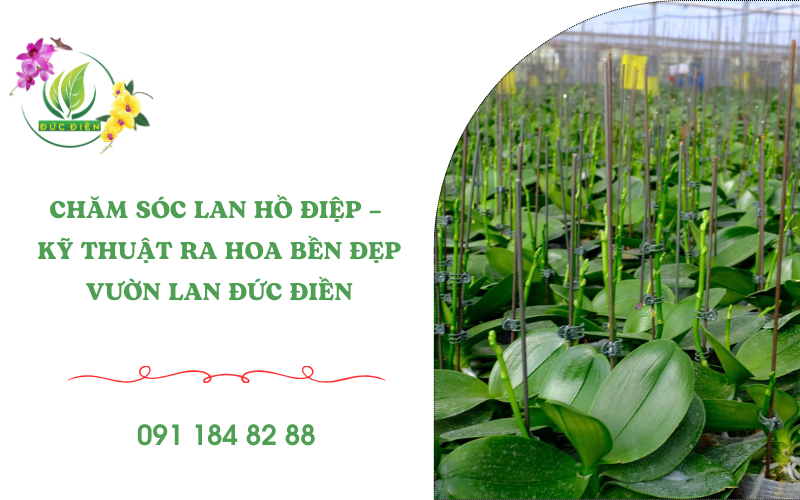 Cây lan hồ điệp giống chất lượng tại Vườn Lan Đức Điền