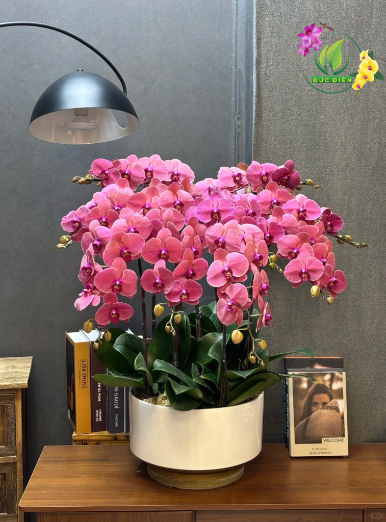 Lan hồ điệp hồng tại Shop Hoa Tươi Đồng Tháp, màu tím quyền quý, dáng hoa sang trọng, thích hợp làm quà tặng.