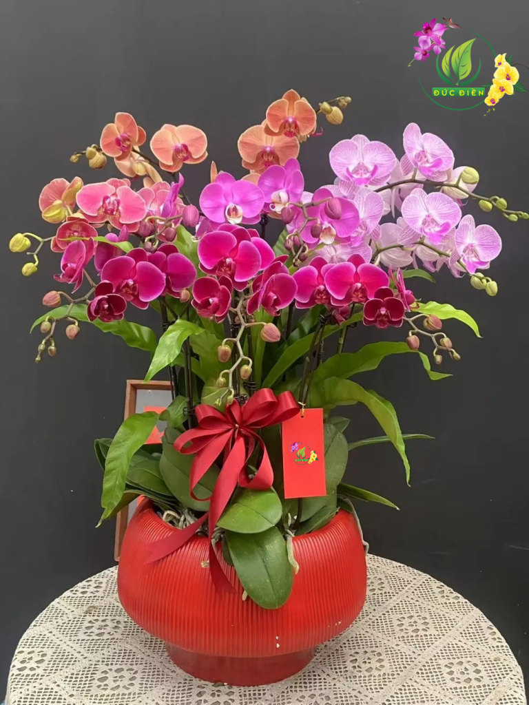 Chậu lan hồ điệp đẹp tại Đắk Lắk