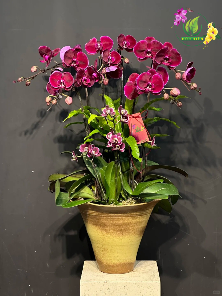 Lan hồ điệp tím đẹp tại Đắk Lắk