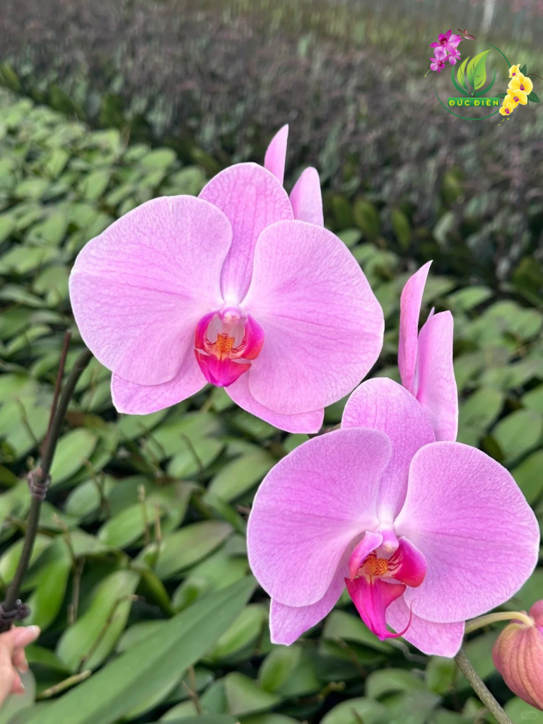 Hoa lan hồ điệp Cao Bằng màu tím, biểu tượng thủy chung