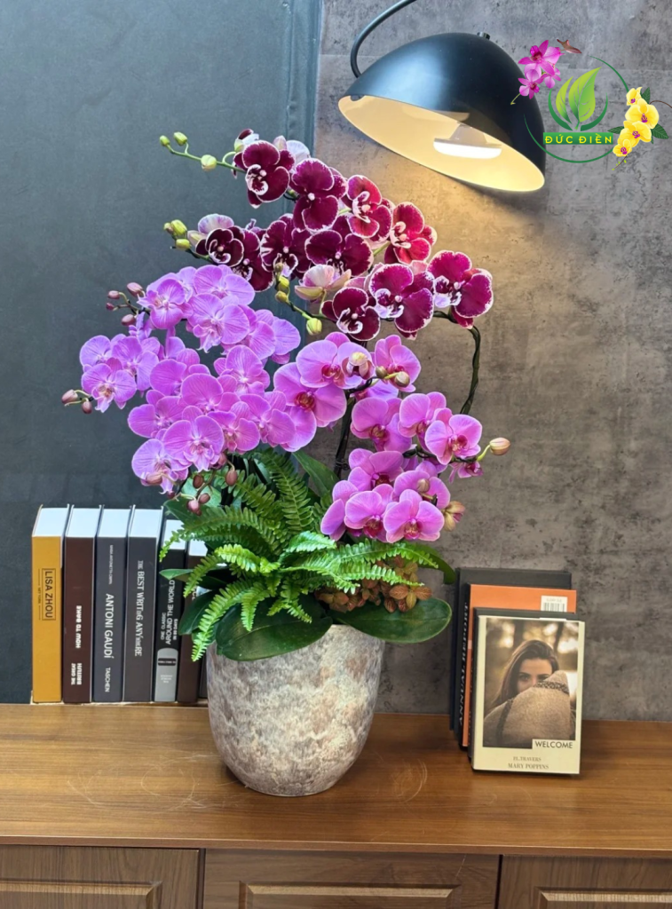 Chậu lan hồ điệp phối màu nghệ thuật tại Shop Hoa Tươi Đồng Tháp, gồm trắng – tím – vàng, thiết kế theo chủ đề sang trọng.