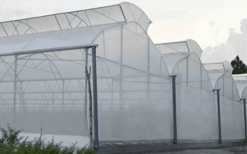 CÔNG NGHỆ TRỒNG CHANH DÂY TRONG NHÀ MÀNG