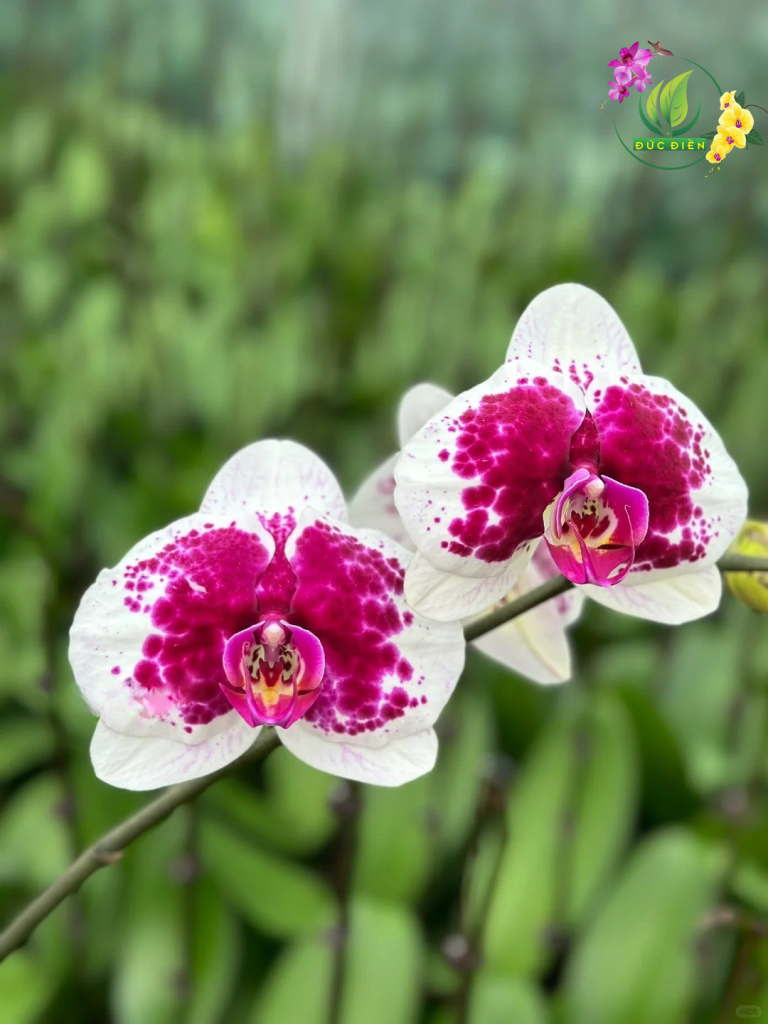 Hoa lan hồ điệp Cần Thơ màu hồng trắng, biểu tượng thủy chung