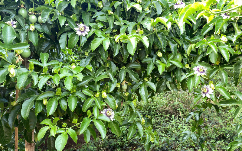 HIỂU RÕ GIAI ĐOẠN SINH TRƯỞNG CỦA CÂY CHANH DÂY